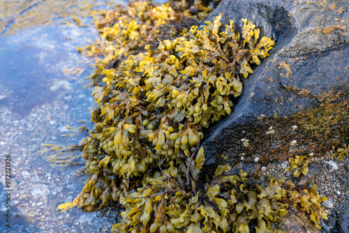 Fucus vesiculosus, bladder wrack or rockweed hanging from a wet rock
