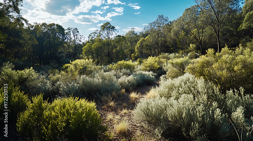 A panoramic view of an Australian bushland with dense shrubbery and a variety of native plants 