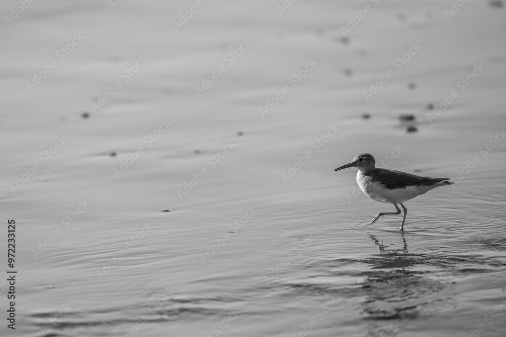 little bird on the beach running little bird on the beach running