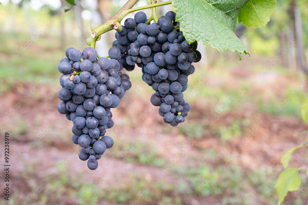 Blue grapes, Pinot Noir wine growing on vine, vineyard in Trier, Moselle Valley, Germany, landscape and agriculture, rhineland palatine