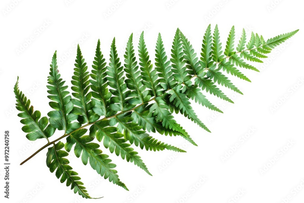 Close-up shot of a fern leaf against a white background, great for illustrations and designs Close-up shot of a fern leaf against a white background, great for illustrations and designs