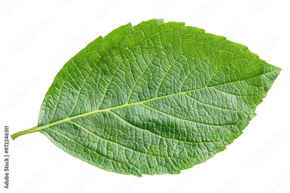 A detailed view of a single leaf on a pure white surface, ideal for backgrounds or textures A detailed view of a single leaf on a pure white surface, ideal for backgrounds or textures