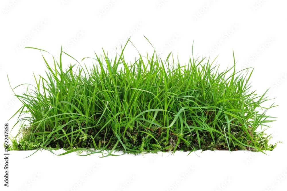A natural and vibrant pile of green grass on a clean white background, ideal for use in designs related to nature, ecology or simplicity A natural and vibrant pile of green grass on a clean white background, ideal for use in designs related to nature, ecology or simplicity