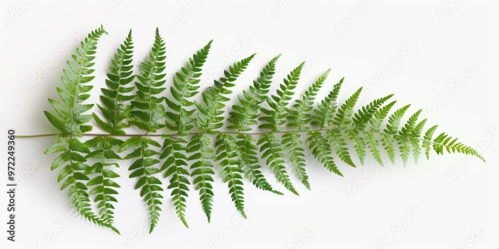A single leaf on a white background A single leaf on a white background