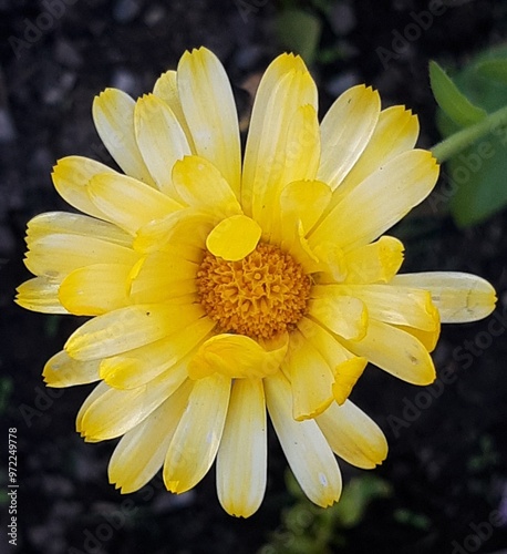 yellow daisy flower