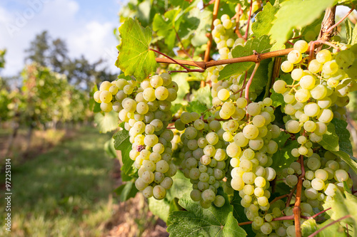 Green riesling wine grapes growing on vine, vineyard in Trier, Moselle Valley Germany, landscape and agriculture, rhineland palatine 