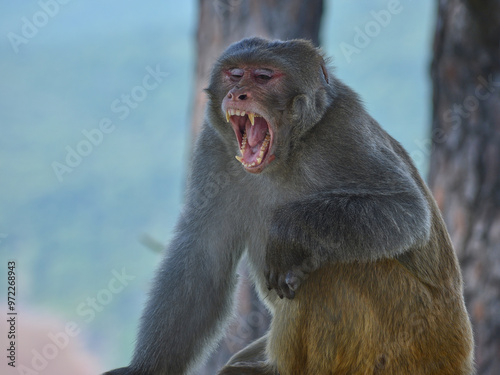 Quadro su tela Close-up of an angry monkey showing sharp teeth in a fierce aggressive threat display