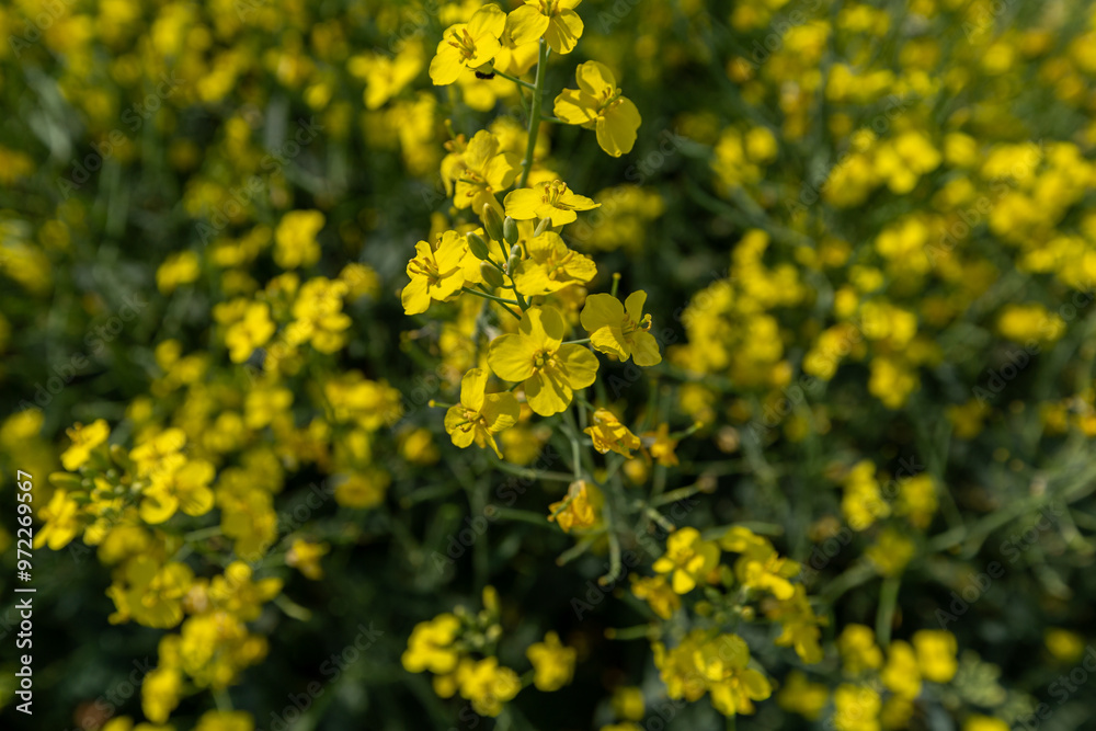 rapeseed field in spring, rapeseed flowers rapeseed field in spring, rapeseed flowers