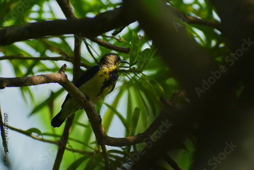 Canvas Print Ornithological media of a female Purple Sunbird perched in the canopy of a Nerium oleander plant in India