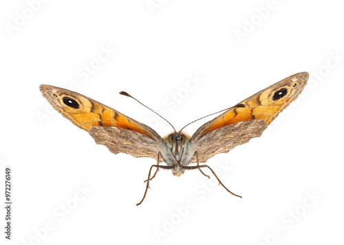 Wall brown butterfly isolated on white background, Lasiommata megera female photo