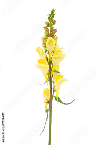 Common toadflax flowers isolated on white background, Linaria vulgaris photo