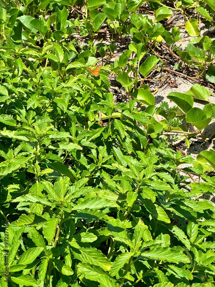 Obraz premium green leaves background