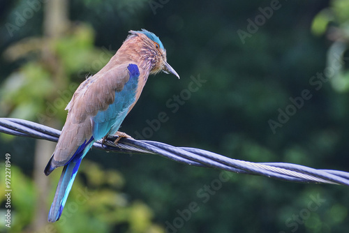Cuadro en lienzo Ornithological media of Coracias benghalensis