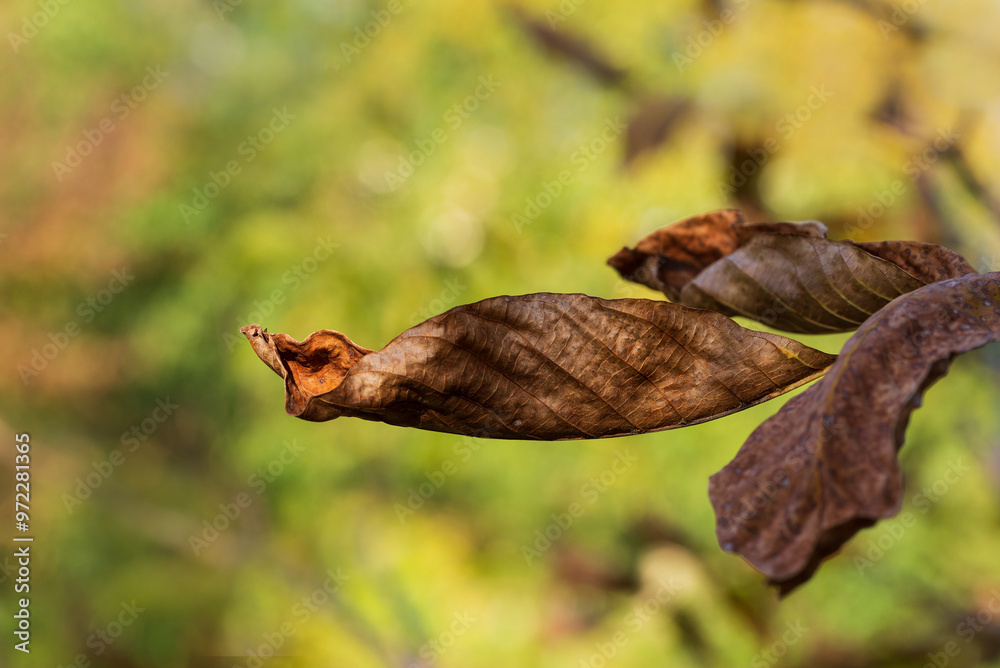Minimalistic autumn background with dry leaf Minimalistic autumn background with dry leaf
