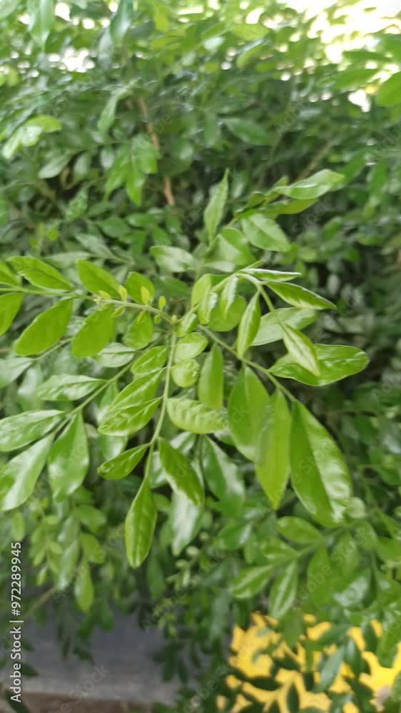 close up of green leaves close up of green leaves