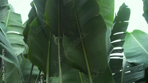 Traveler's-palm (Strelitziaceae) leaves in the garden  photo