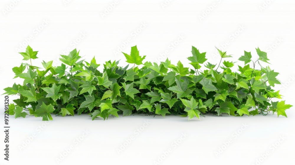 Lush green grapevine foliage isolated on white Lush green grapevine foliage isolated on white