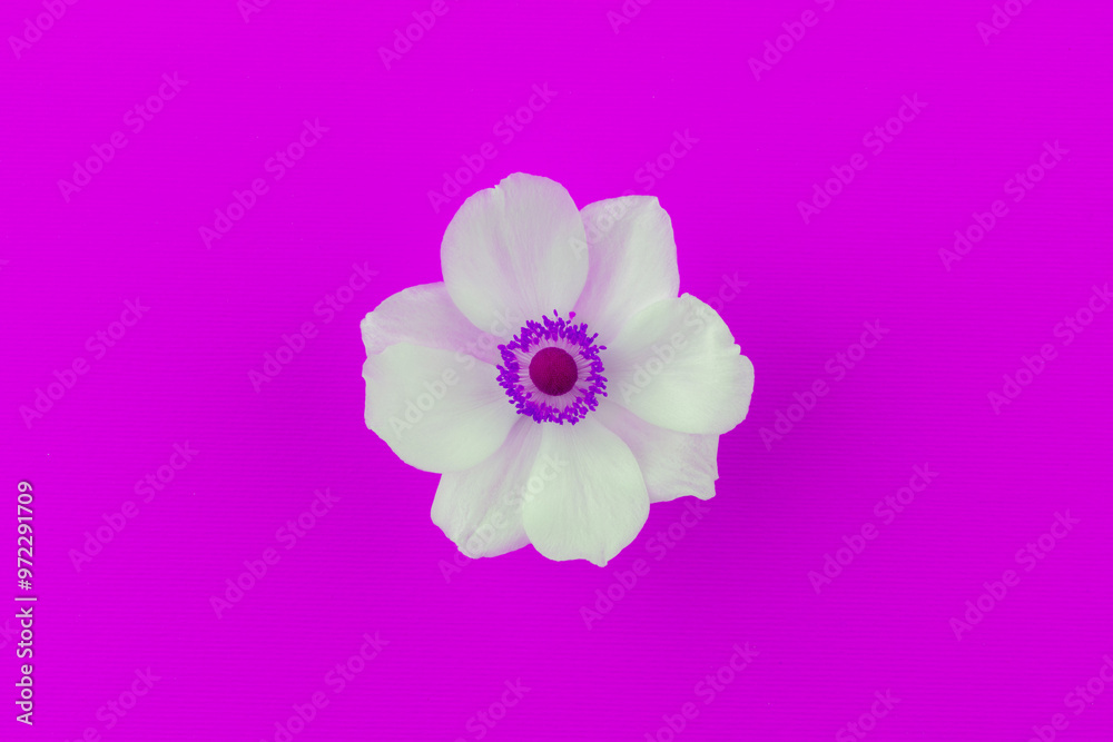 abstract photo of an anemone flower with white petals on a lilac background top view abstract photo of an anemone flower with white petals on a lilac background top view