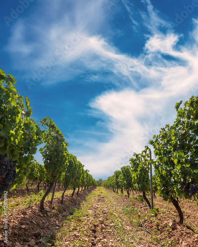 Rows of a beautiful vineyard in a plain between the mountains, under a spectacular blue sky with clouds. Traditional agriculture. 