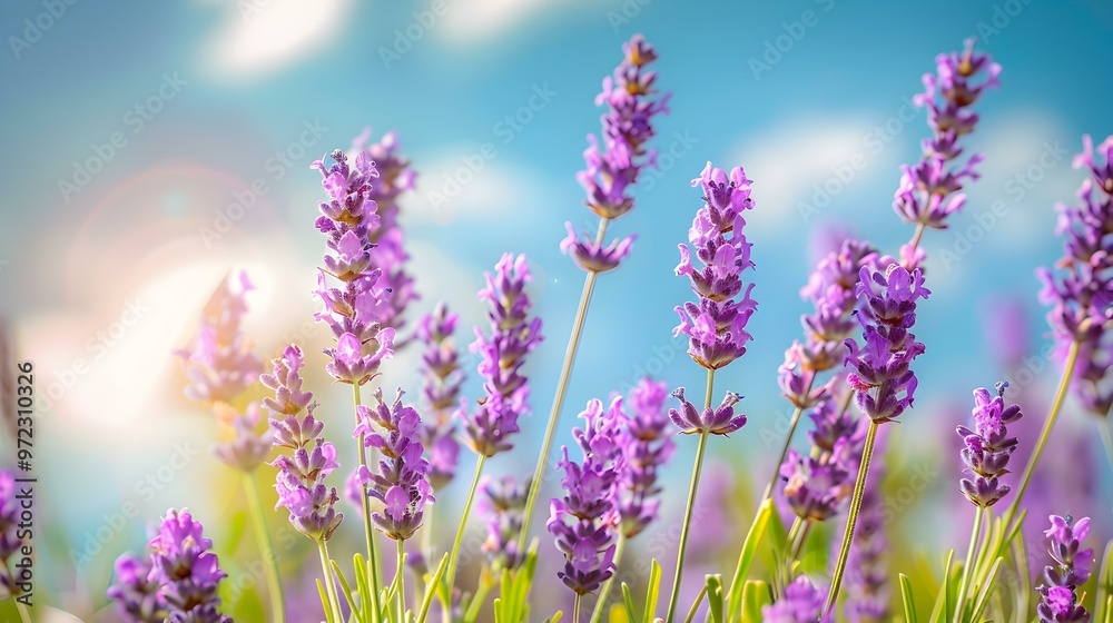 Obraz premium Close-Up of Vibrant Lavender Flowers in a Field