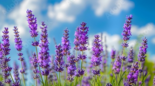 Close Up of Lavender Flowers in a Field