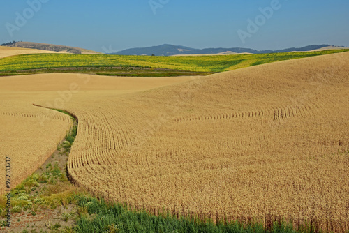 wheat fields in the rolling hills of the palouse prairie on a sunny summer day near pullman,  eastern washington