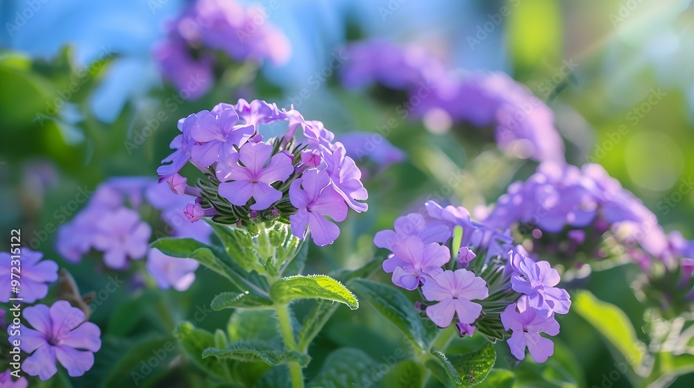 Closeup of Delicate Purple Flowers Blooming in a Garden Closeup of Delicate Purple Flowers Blooming in a Garden