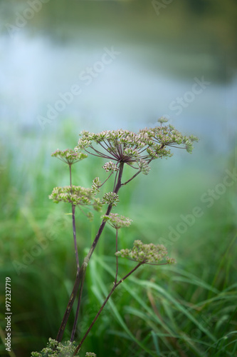 Close-up of meadowfoam at a lake, faded background, nature shot photo