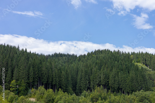 Lush green coniferous forest under a blue sky with scattered clouds on a sunny day