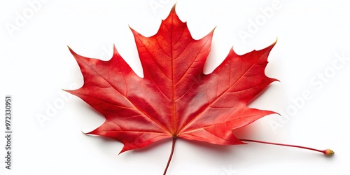 A bright red maple leaf emblazoned on a white background, waving gently in the breeze, symbolizing national pride photo