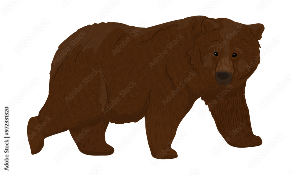 The big brown bear. Realistic Vector Animals The big brown bear. Realistic Vector Animals