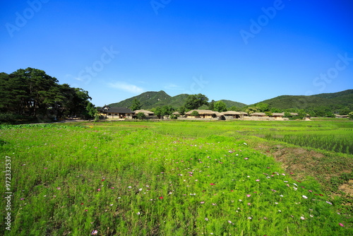 Oeam Folk Village, Asan-si, Chungcheongnam-do, South Korea - June 11, 2017: Cosmos flowers near rice paddy field with the background of tile-roofed and thatched-roof houses