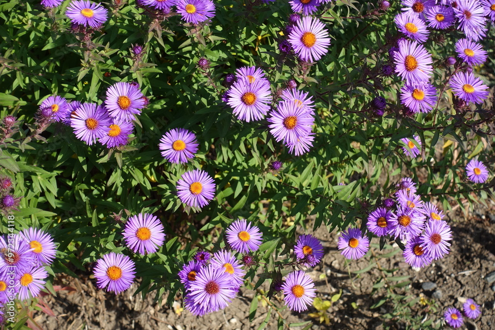 Florescence of purple New England asters in mid October Florescence of purple New England asters in mid October