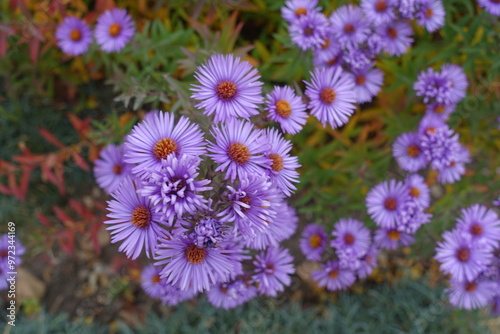 Group of purple flowers of New England asters in October