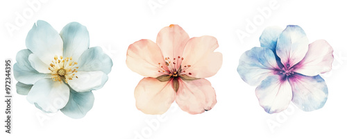 Watercolor set of cute flowers. Watercolor elements of flowers for wedding templates, designs, invitations, etc. Watercolor botany.