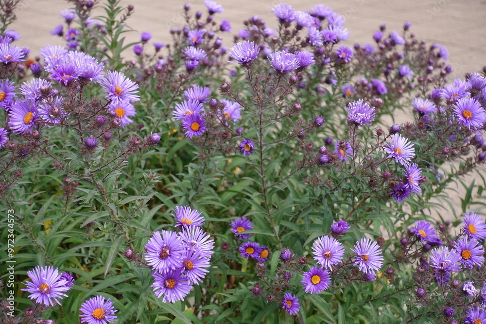 Naklejka premium Lots of purple flowers of New England asters in October