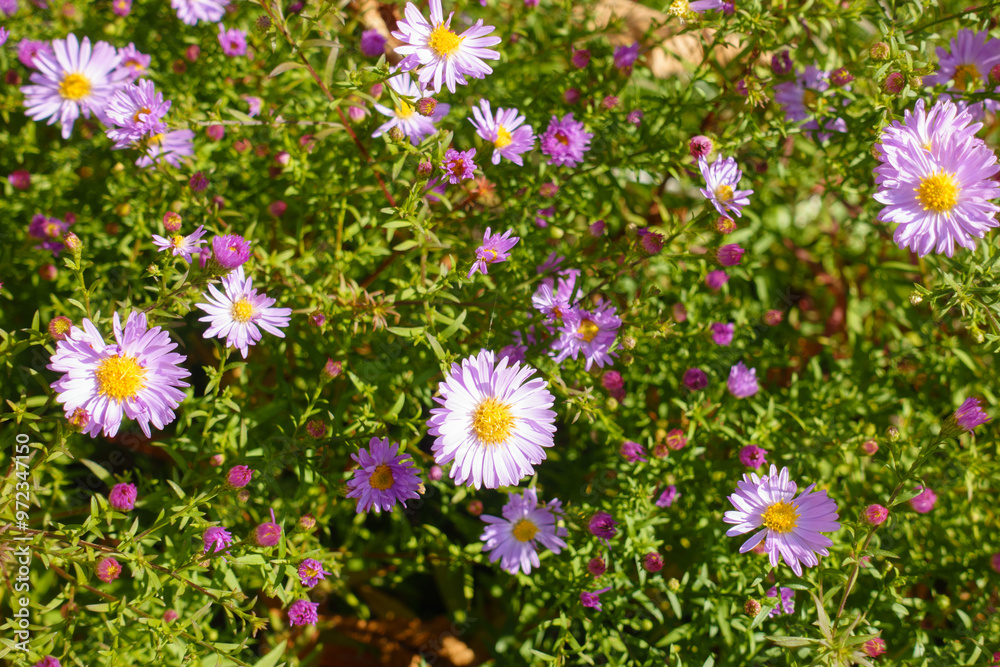Half open pink flowers and buds of Michaelmas daisies in October Half open pink flowers and buds of Michaelmas daisies in October