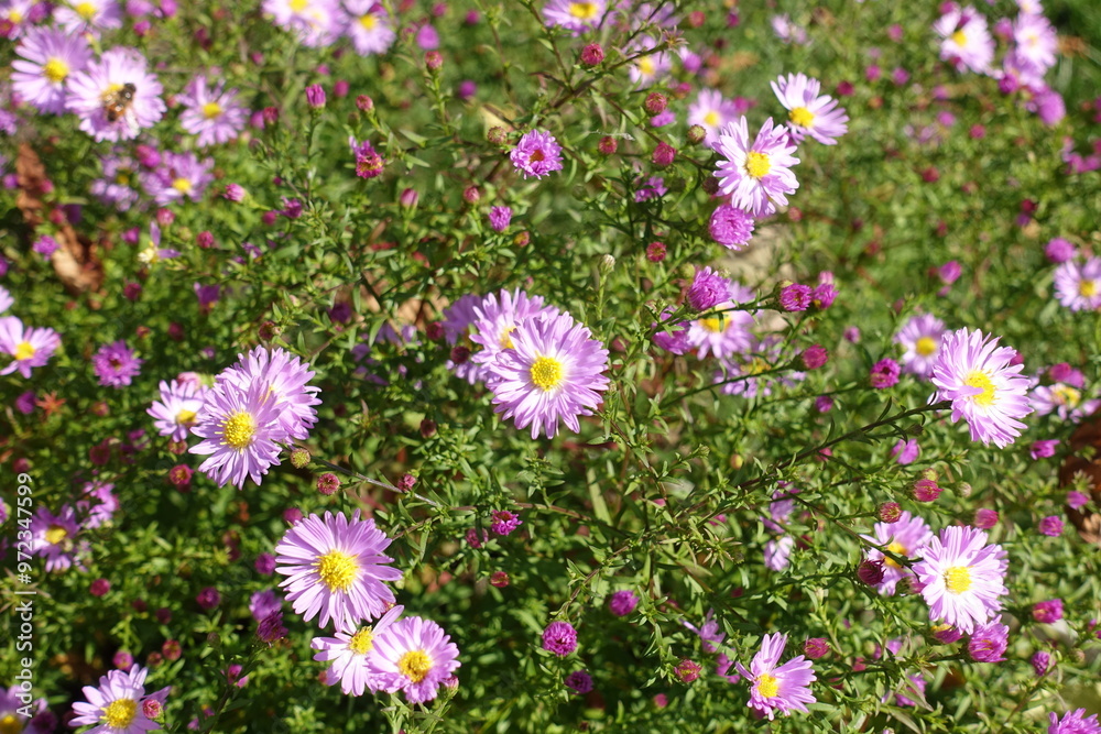 Opening buds and pink flowers of Michaelmas daisies in October Opening buds and pink flowers of Michaelmas daisies in October