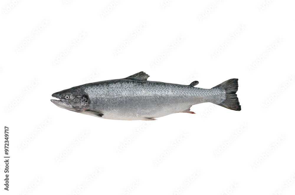 salmon isolated on white background salmon isolated on white background