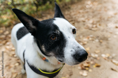 Close up of curious black and white dog with the nature background slightly blurred, conveys a playful and friendly mood