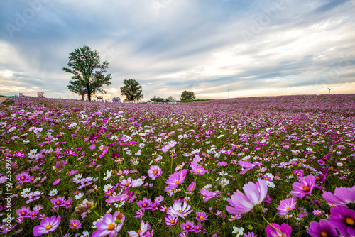 Anseong-si, Gyeonggi-do, South Korea - October 7, 2020: Autumnal cosmos field at Anseong Farm Land against cloudy sky and big trees photo