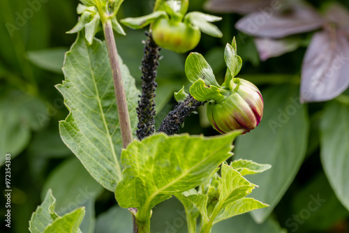 Принти на полотні Black bean aphids aphis fabae colony on heavyly infested plant stem