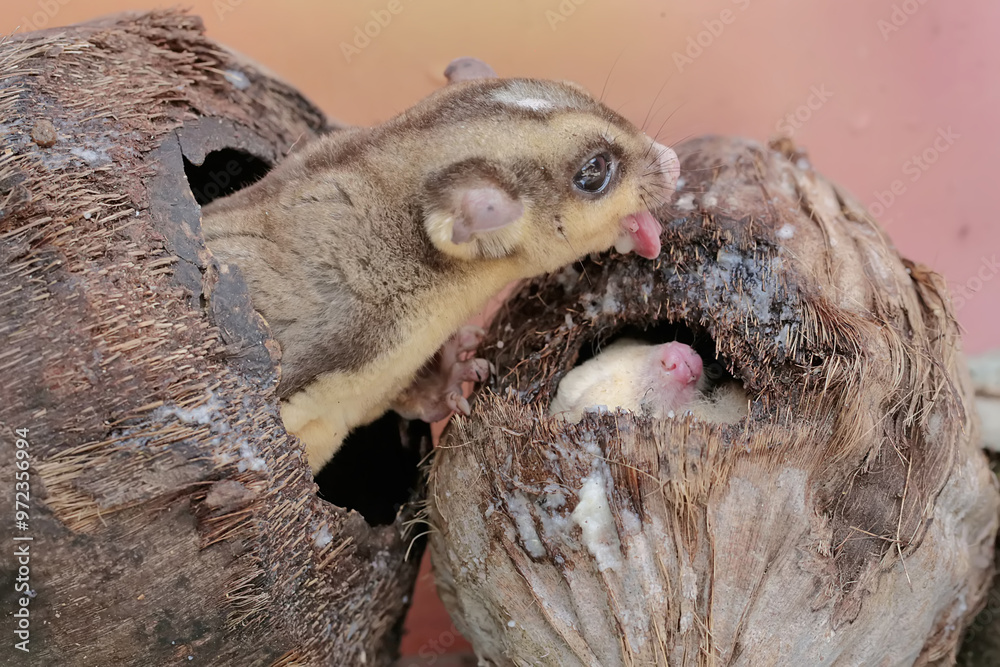 Obraz premium A pair of adult sugar gliders resting on a hollow coconut. This mammal has the scientific name Petaurus breviceps.