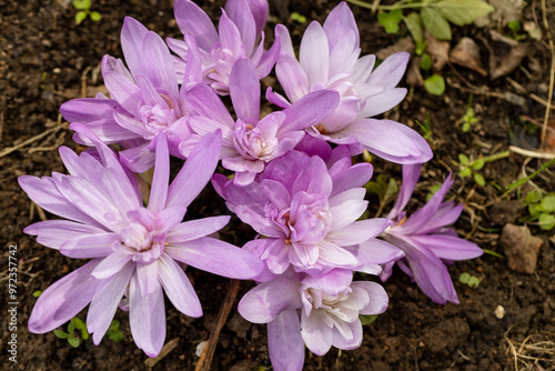 Colchicum autumnale 'Waterlily' an autumn fall flower bulb plant commonly known as Autumn Crocus stock photo image photo