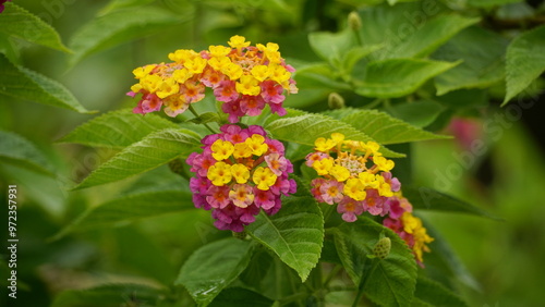 Close-up of Lantana Camara flowers blooming