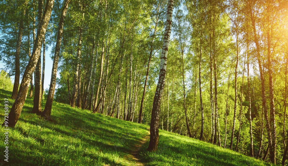 Obraz premium Grove of birches with young green leaves at sunset or sunrise in spring or summer. Vintage film aesthetic.