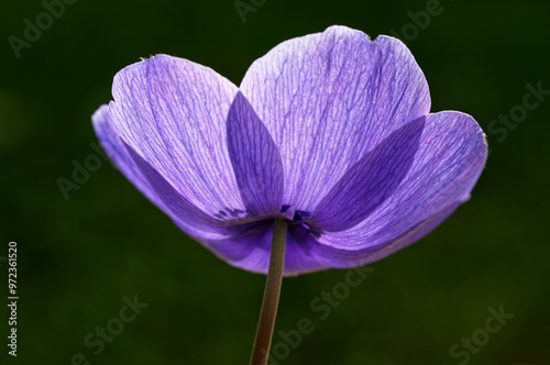 Springtime in the garden, anemone in flower photo