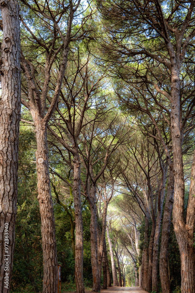 Long pine avenue path in the natural forest park Long pine avenue path in the natural forest park