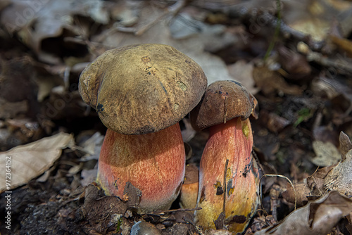 champignon pied rouge 