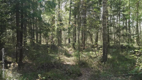 Wallpaper Mural summer forest background walking path first person view 4k Torontodigital.ca